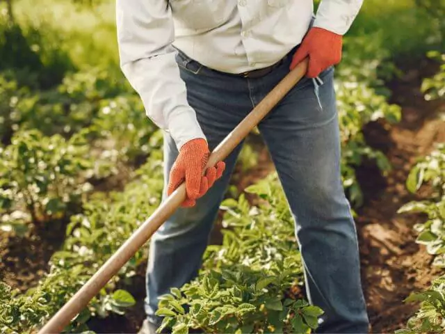 Farmer Raking Ground In Field