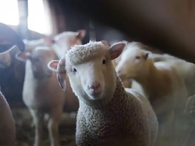 Sheep In Barn