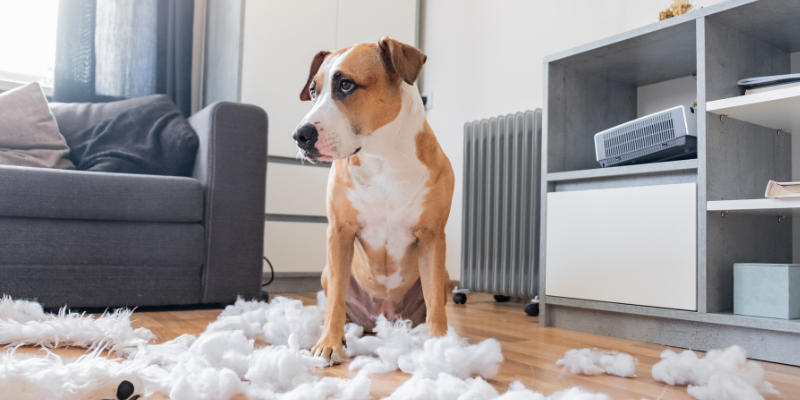 How to become an animal behaviourist