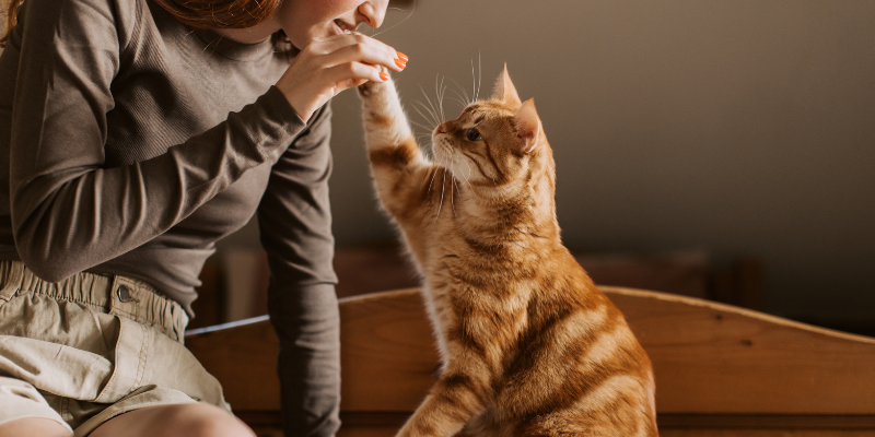 What type of animal behaviourist can you become? 