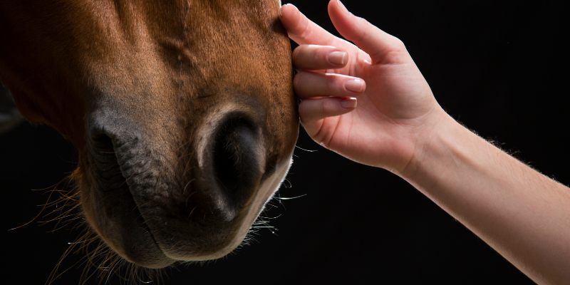 Become a cat, horse, or dog behaviourist