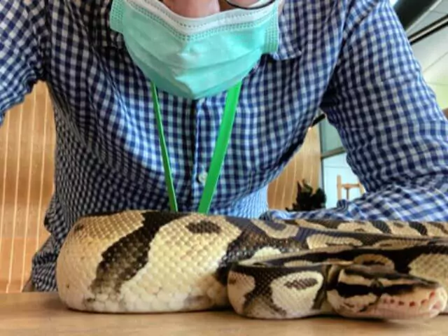 michael downey with snake on table