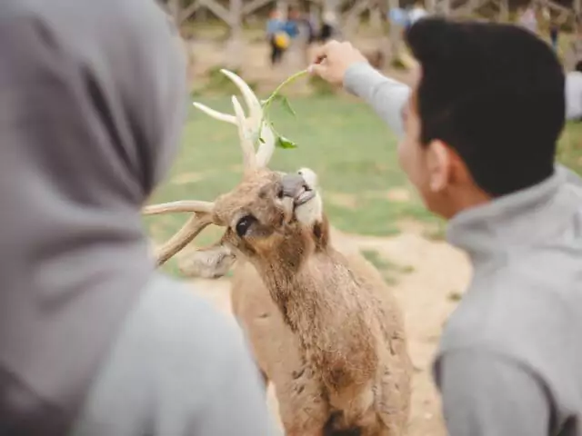 zookeeper feeding antelope