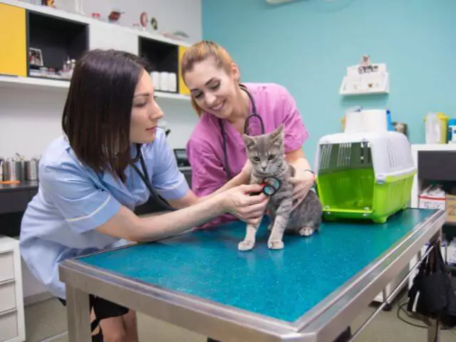 two veterinary nurses checking cat with stethoscope