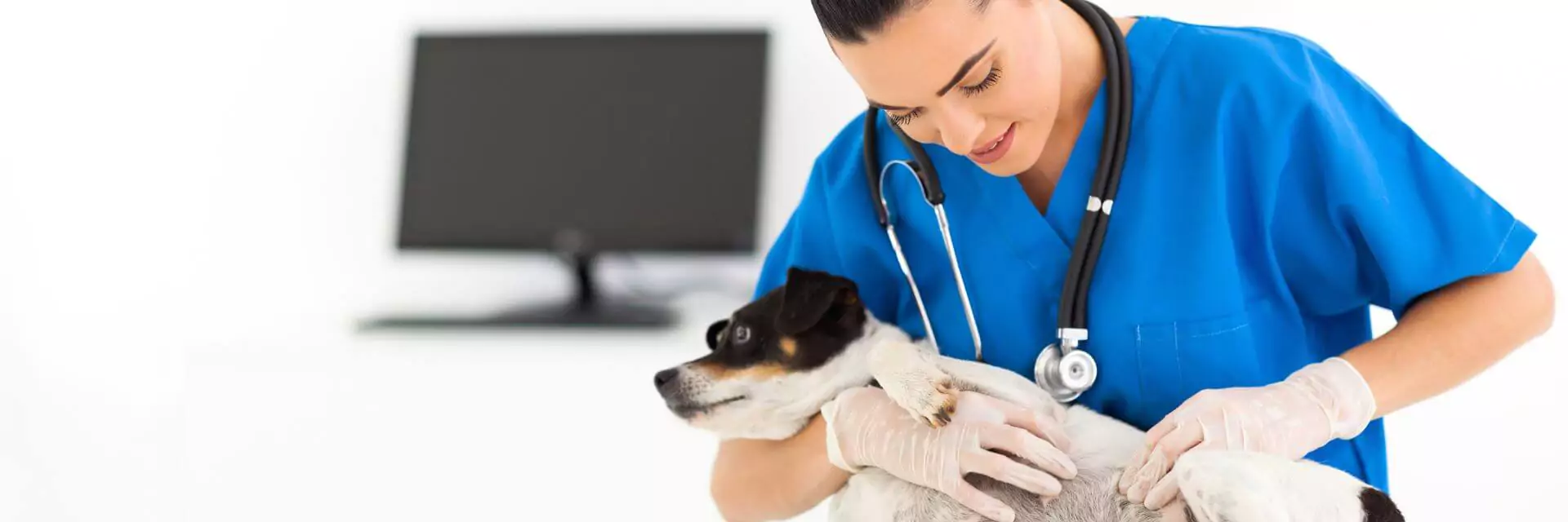 How to a Vet Assistant Online learndirect