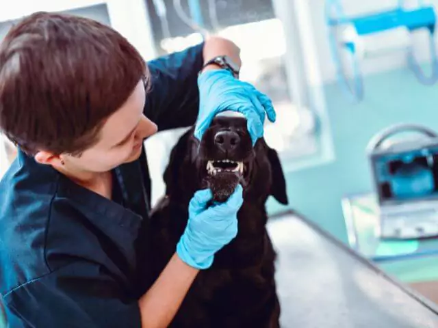 veterinary nurse checking dogs teeth