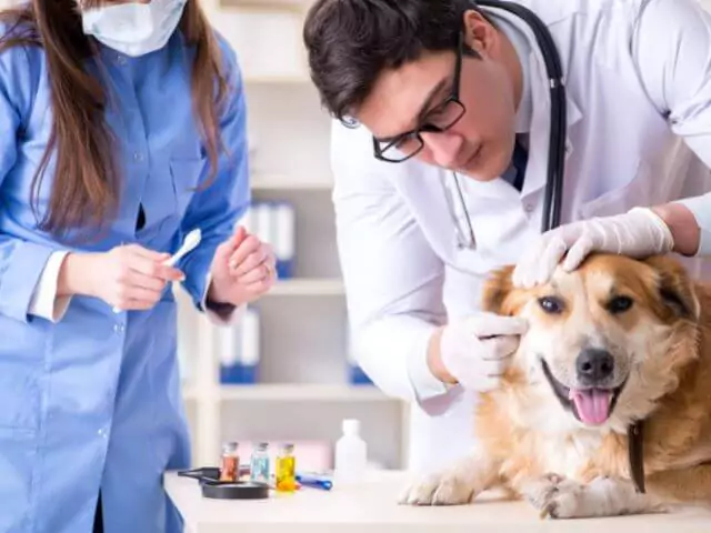 veterinary nurse helping vet to clean dogs teeth