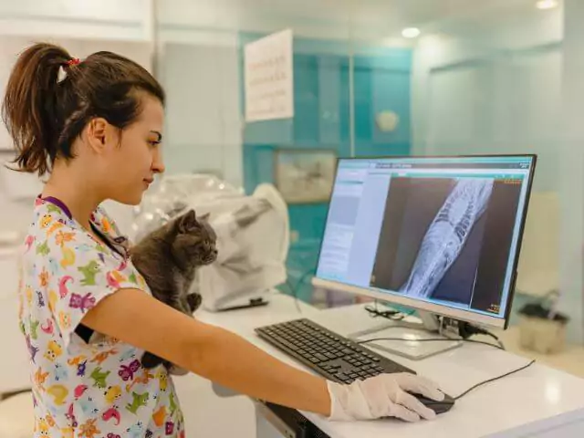 veterinary nurse holding cat whilst checking xrays