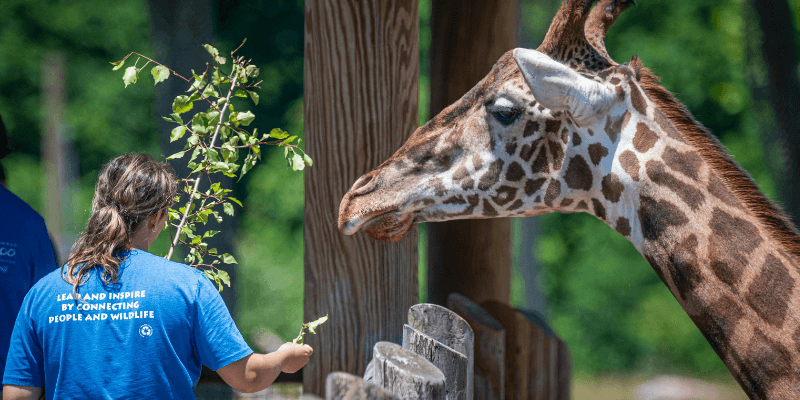 Your guide to becoming a zookeeper online
