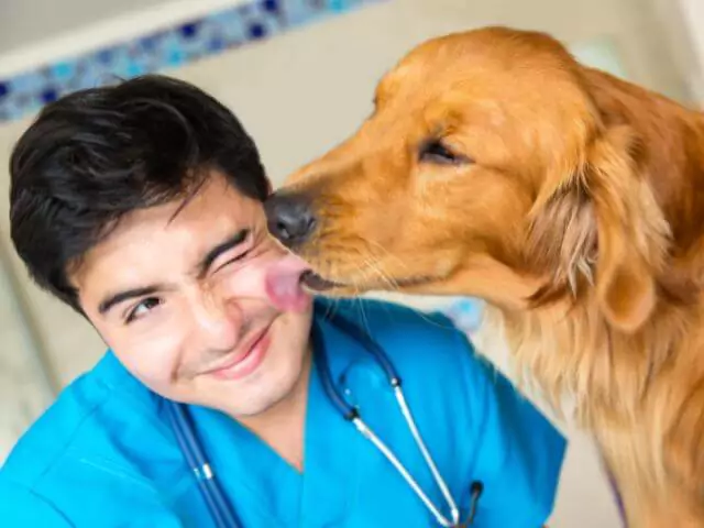 brown dog licking veterinary nurse