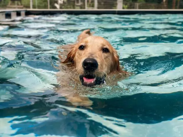 dog in hydrotherapy pool