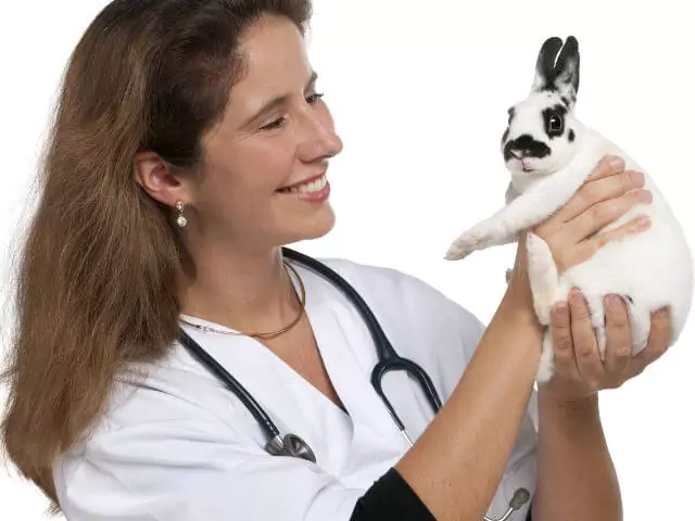 veterinary nurse holding white rabbit