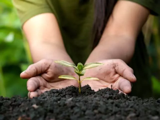 Person Planting Seedling