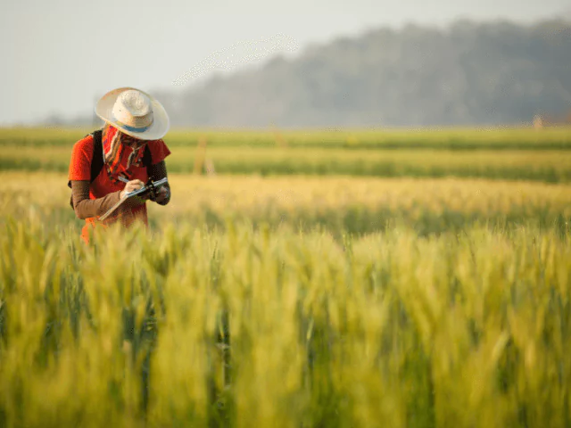 Researcher Examining Plants