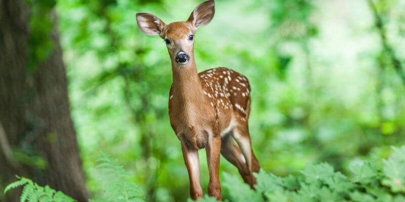 deer standing in forest