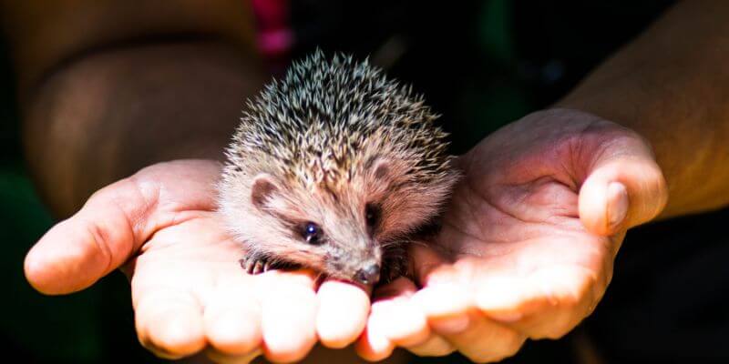 hedgehog in hands