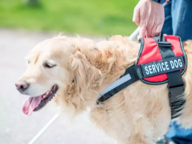 assistance dog guiding person