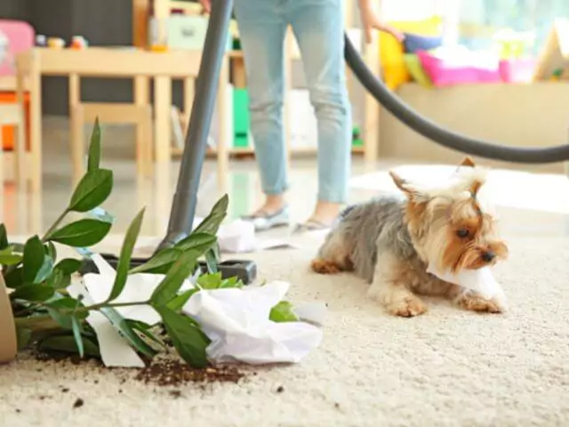 dog laying down next to fallen flower pot