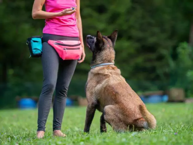 dog trainer teaching dog