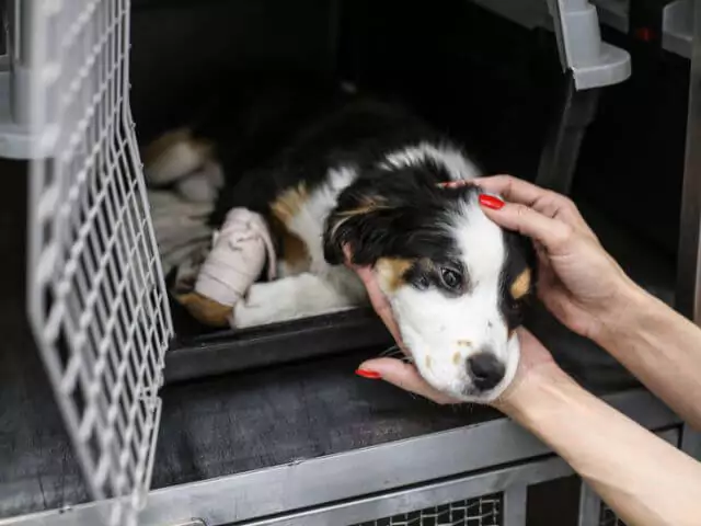 puppy with bandage on leg in carry cage