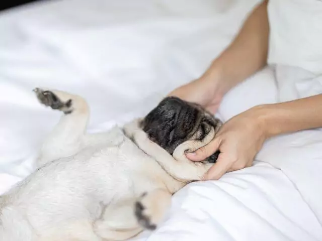 dog being massaged