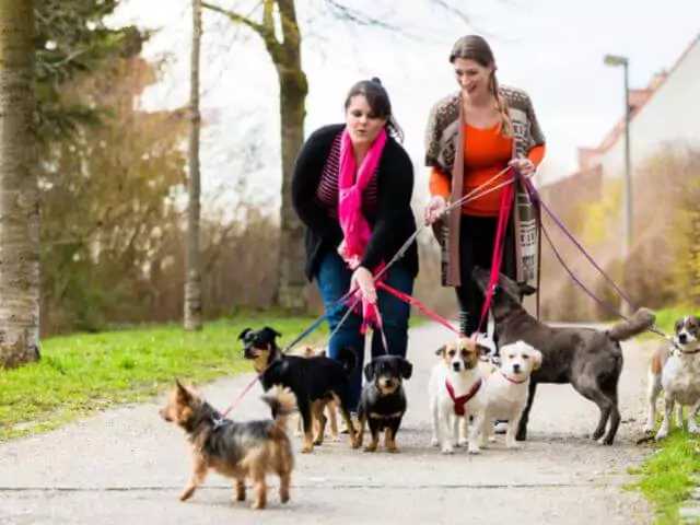 two women walking many dogs