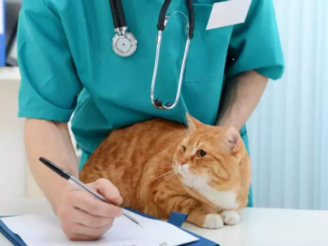 vet holding cat and writing notes
