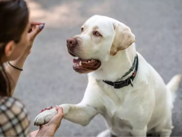 woman training dog