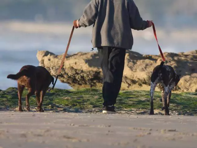 dog walker with two dogs