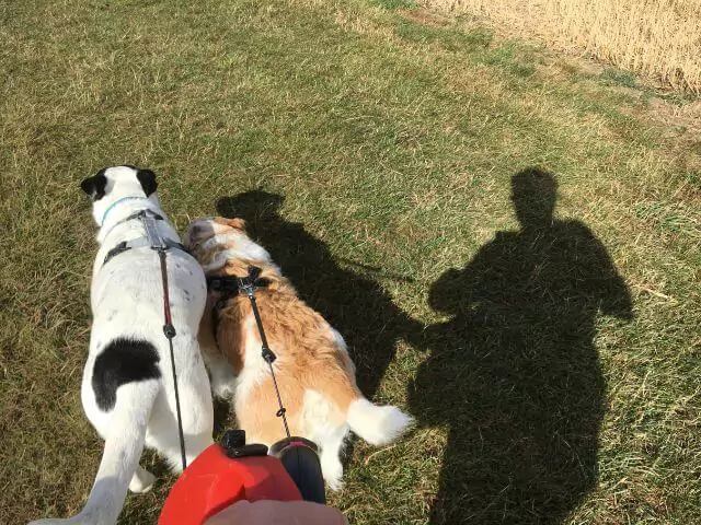 two dogs being walked