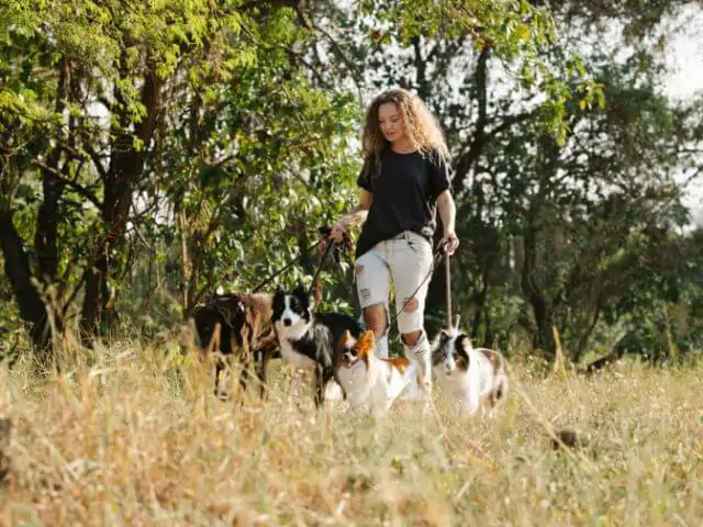 woman walking four dogs in field