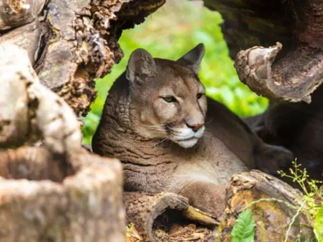 big cat resting in cave