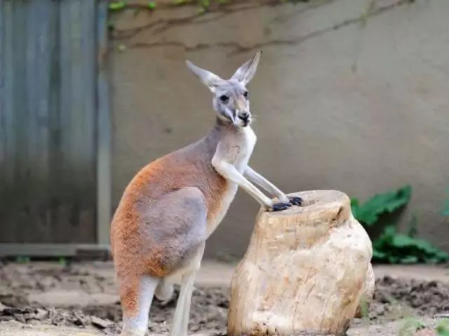 wallaby standing at rock