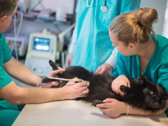 dog being examined by vets