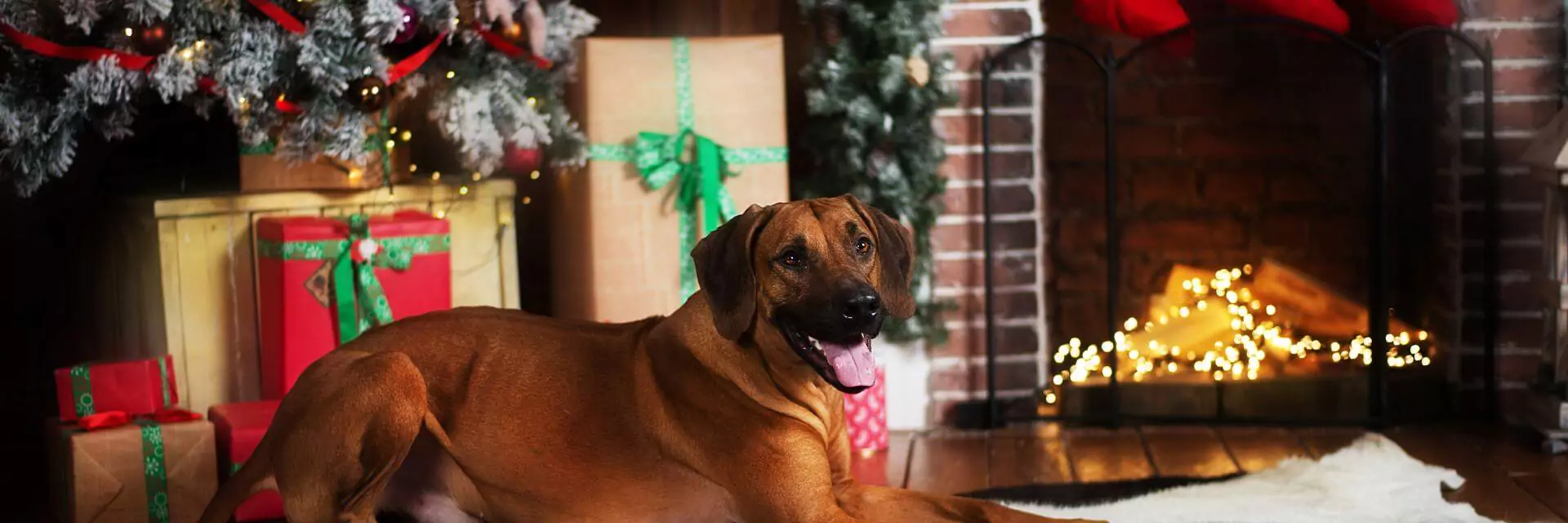 Is Christmas Cake Poisonous To Dogs