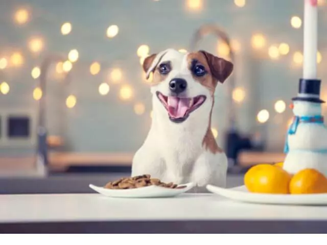 dog sitting at table next to snowman