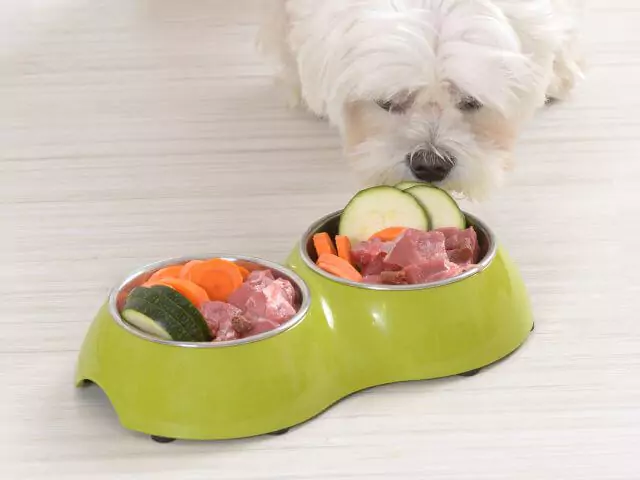 dog sniffing food in dog bowl