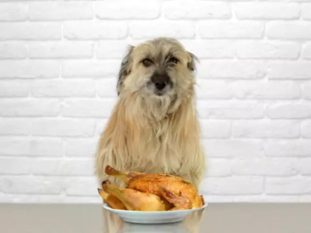 turkey on plate in front of dog