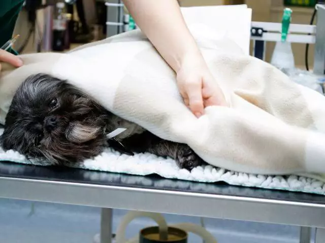 dog covreed in blanket