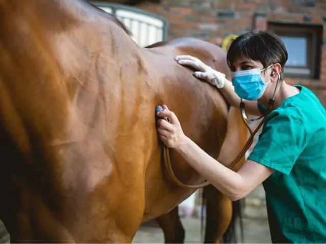 veterinary nurse listening to horses heartbeat