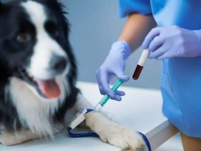 veterinary nurse taking blood from dog
