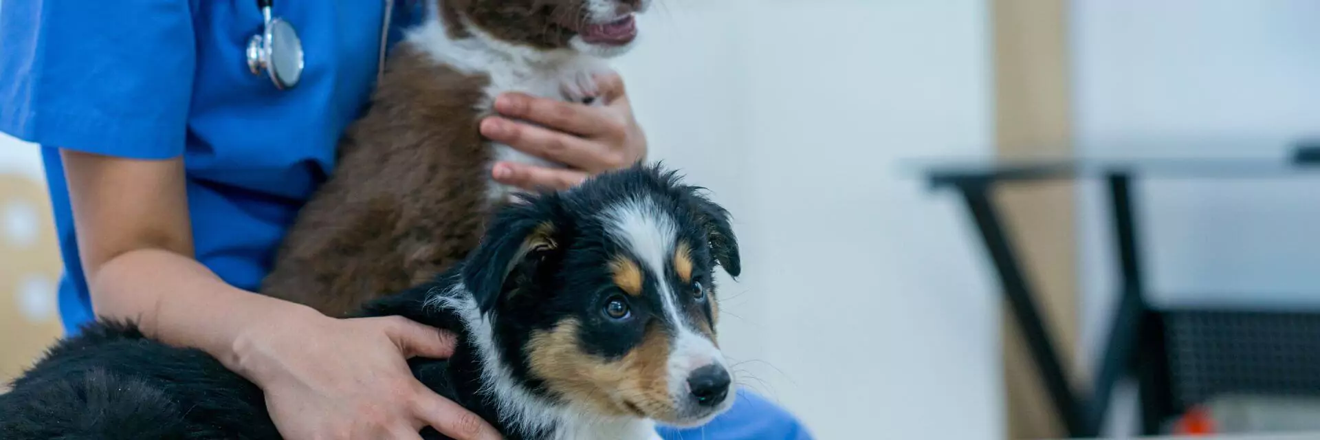 What Do Vet Nurses Do? learndirect