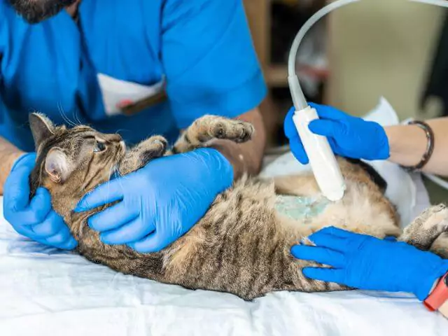 veterinary nurses checking cats stomach