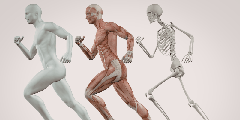 Study an introduction to anatomy and physiology