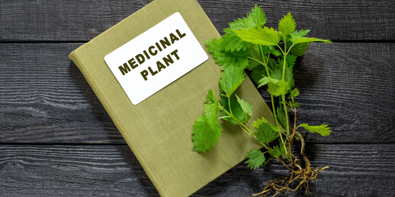exploring-the-potential-of-plant-medicine-and-phytotherapy