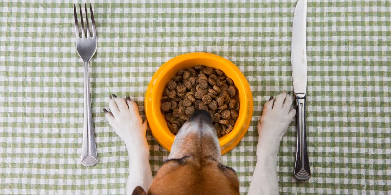dog at table with food bowl and cutlery