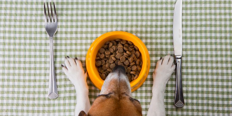 dog at table with food bowl and cutlery