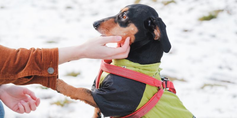 dog wearing harness being stroked