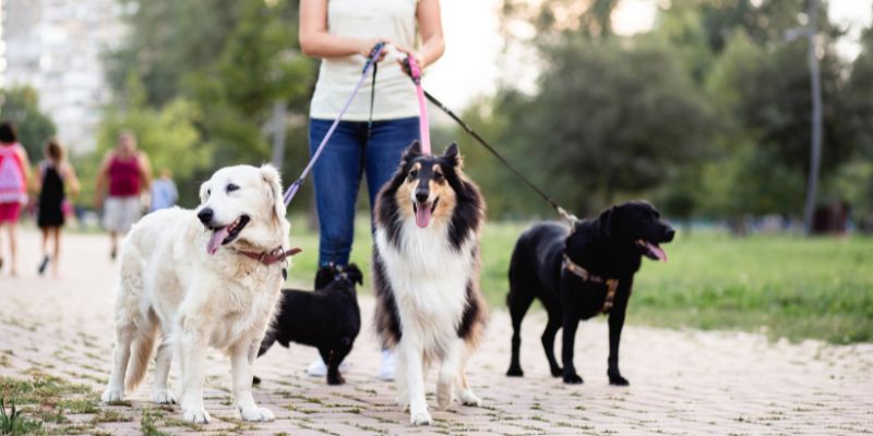 dogs being walked by dog walker
