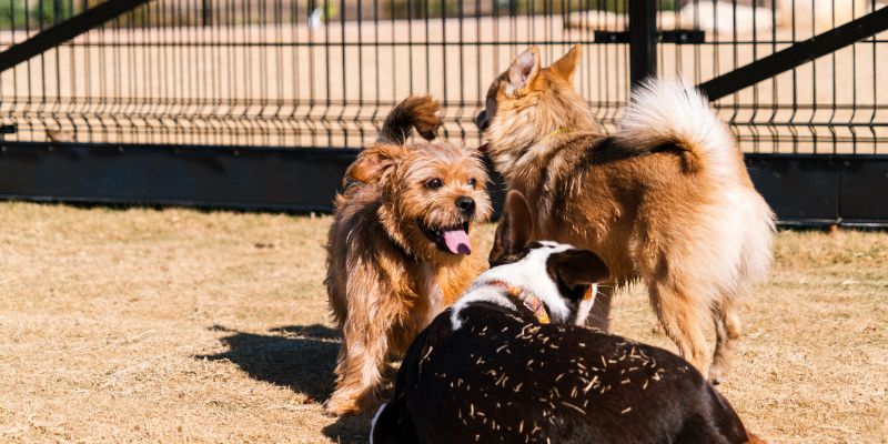 dogs playing in kennels